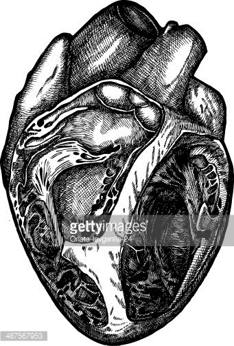 341x503 Human Heart , Vector Heart , Anatomy Of The Heart Premium Clipart