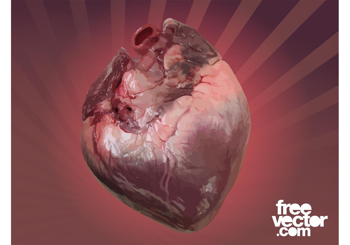 1400x980 Human Heart Free Vector Art