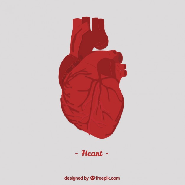 626x626 Human Heart Vectors, Photos And Psd Files Free Download