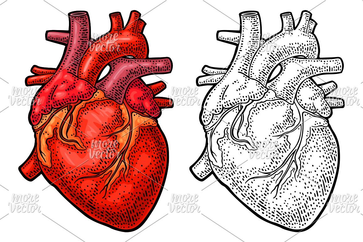 1158x772 Human Anatomy Heart. Vector Black Color Vintage Engraving