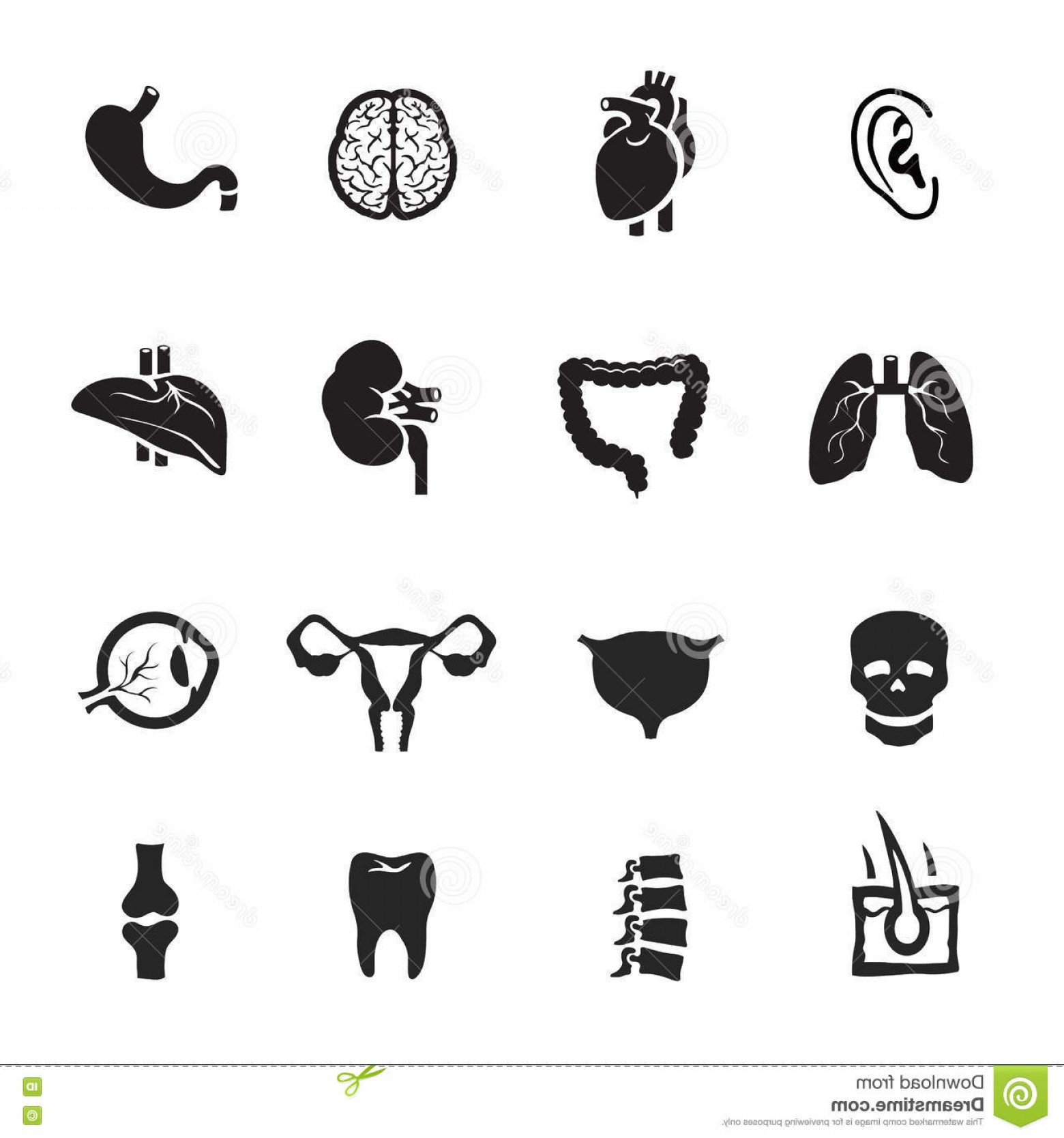 1560x1668 Stock Illustration Human Organs Icons Set White Background Anatomy
