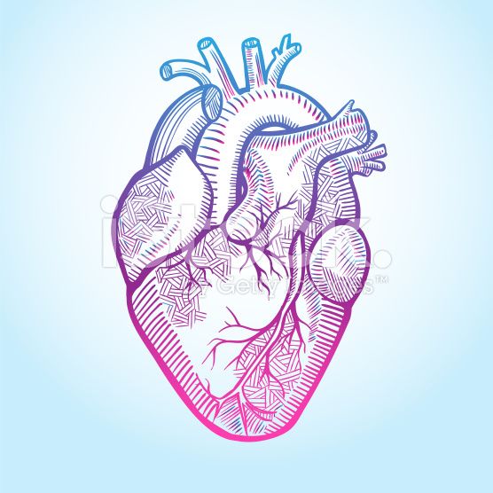 556x556 The Human Heart With The Arteries, Made In Graphic Style With