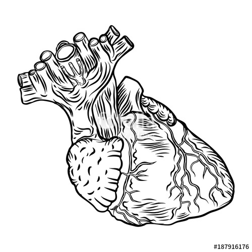 500x500 Anatomical Heart. Hand Drawn Flash Tattoo Concept Of Anatomy Heart