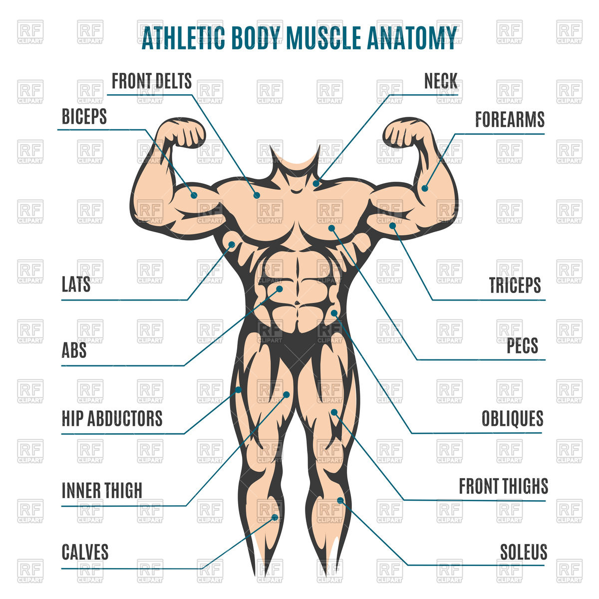 1200x1200 Athletic Body Man Figure Muscular Anatomy Vector Image Vector