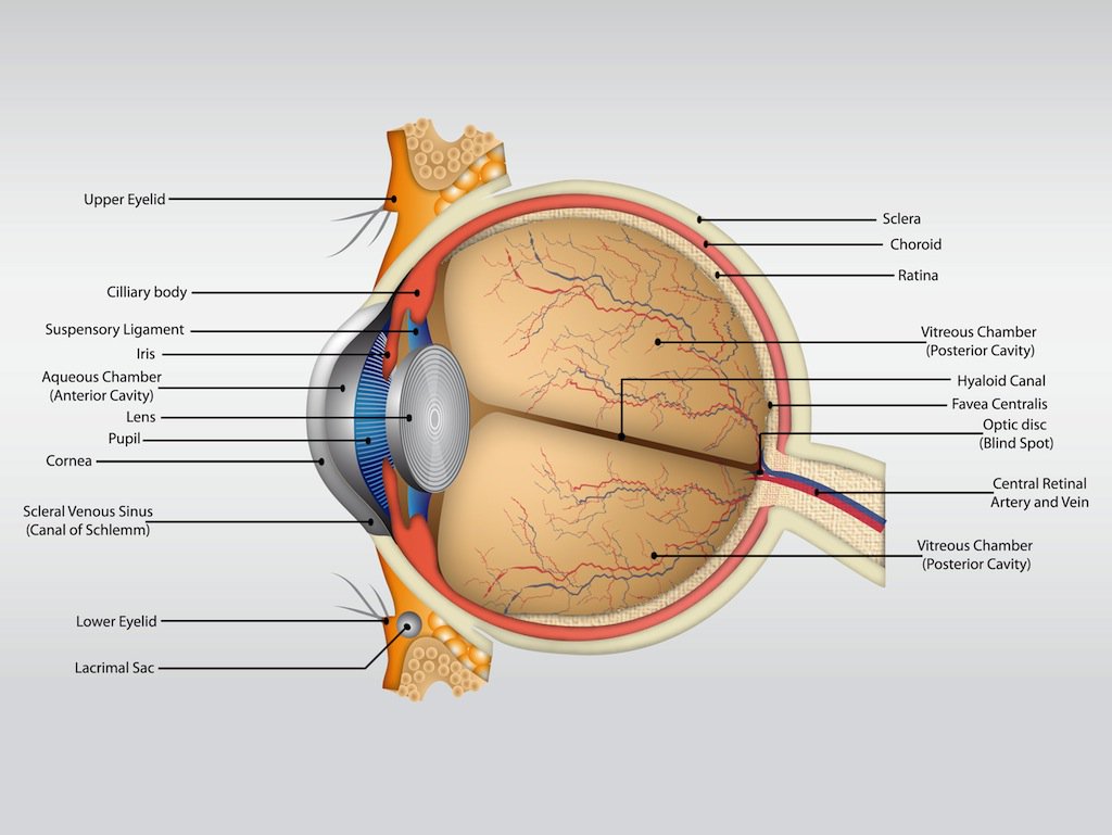 1024x769 Eye Anatomy Vector Vector Art Amp Graphics
