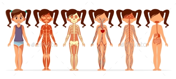590x266 Girl Body Anatomy Vector Cartoon Illustration By Vectorpouch
