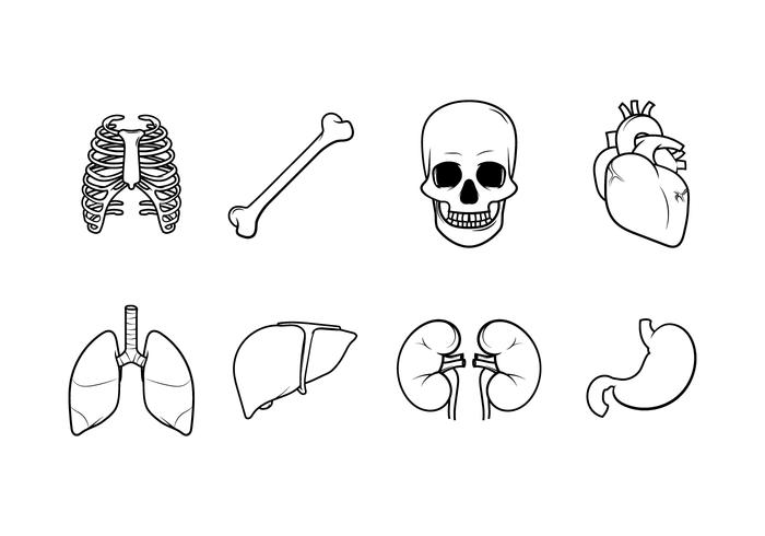 700x490 Human Anatomy Free Vector Art