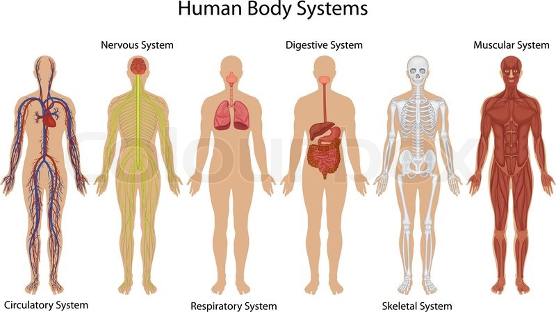 800x449 Human Body Anatomy Stock Vector Colourbox