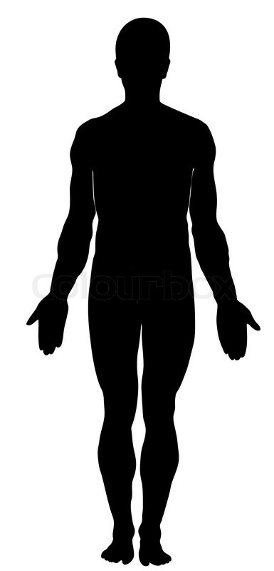 385x800 Male Human Anatomy Stock Vector Colourbox