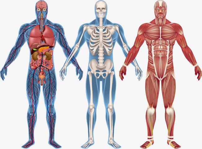650x481 Anatomy Of Body Vector Human The Man Png