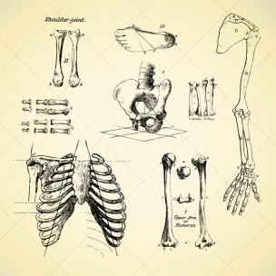 304x304 Sketch Anatomy Human Bone Vectors