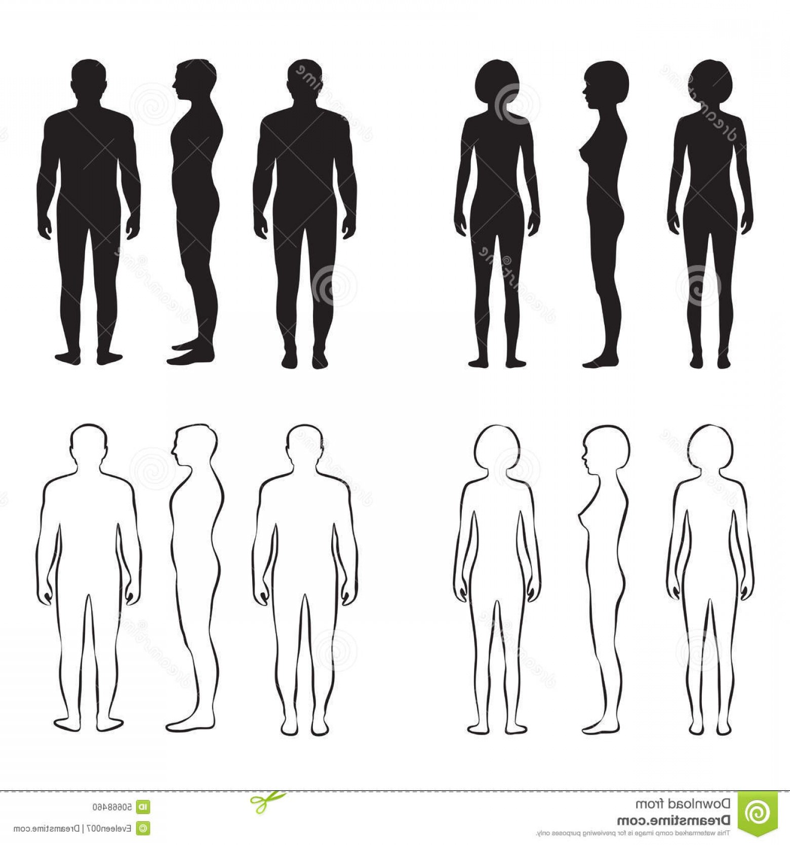 1560x1668 Stock Illustration Human Body Anatomy Vector Man Woman Silhouette