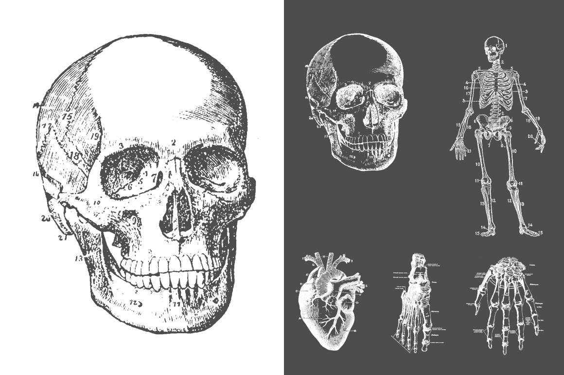 1160x772 Anatomy Vector Collection