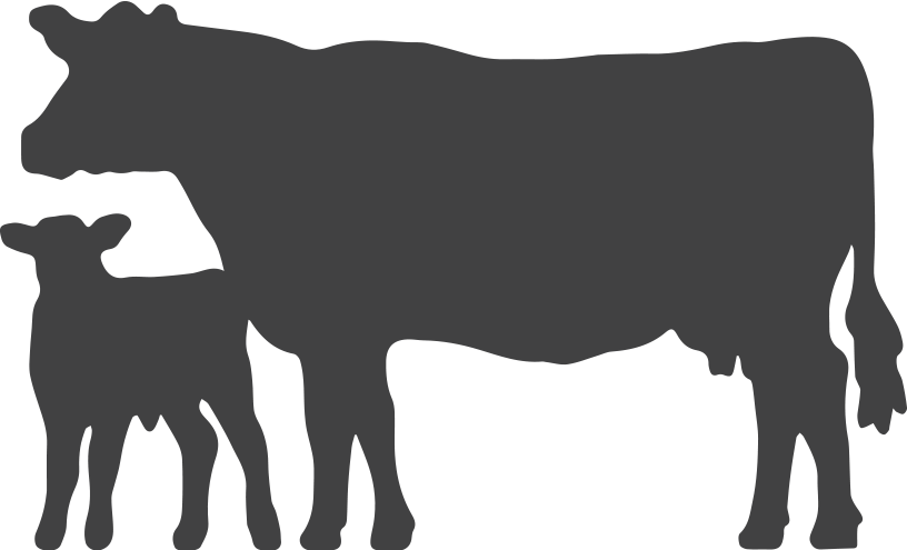 816x495 Collection Of Free Vector Cow Angus. Download On Ubisafe