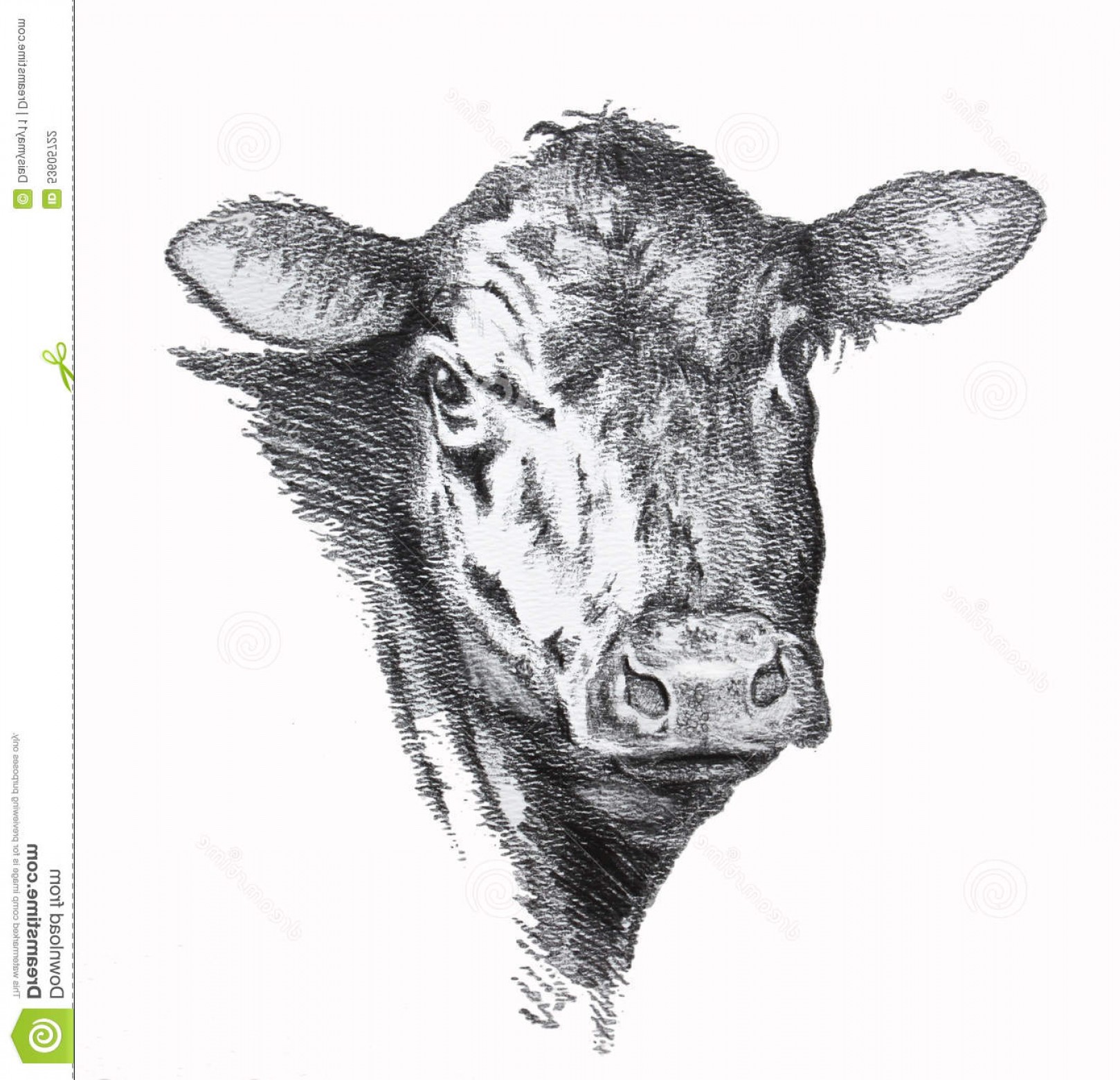 1618x1560 Stock Illustration Cow Pencil Drawing Black Angus Beef Image Arenawp