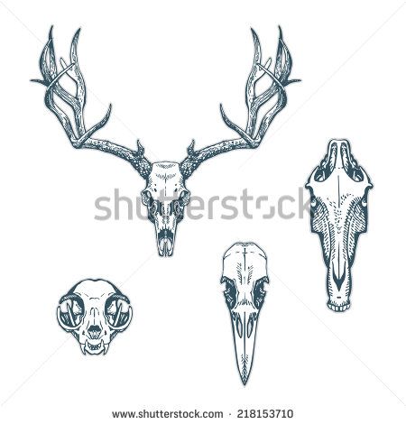 450x470 Animal Skulls Set Isolated On White Background. Deer, Horse, Cat