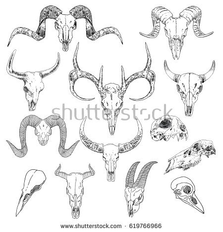 450x470 Collection Of Animal Skull Line Drawing High Quality, Free