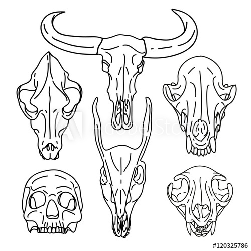500x500 A Set Of Silhouettes Of Skulls Of Animals And Humans. Collection