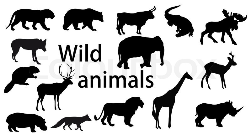 800x428 Vector Set Wild Animals Stock Vector Colourbox