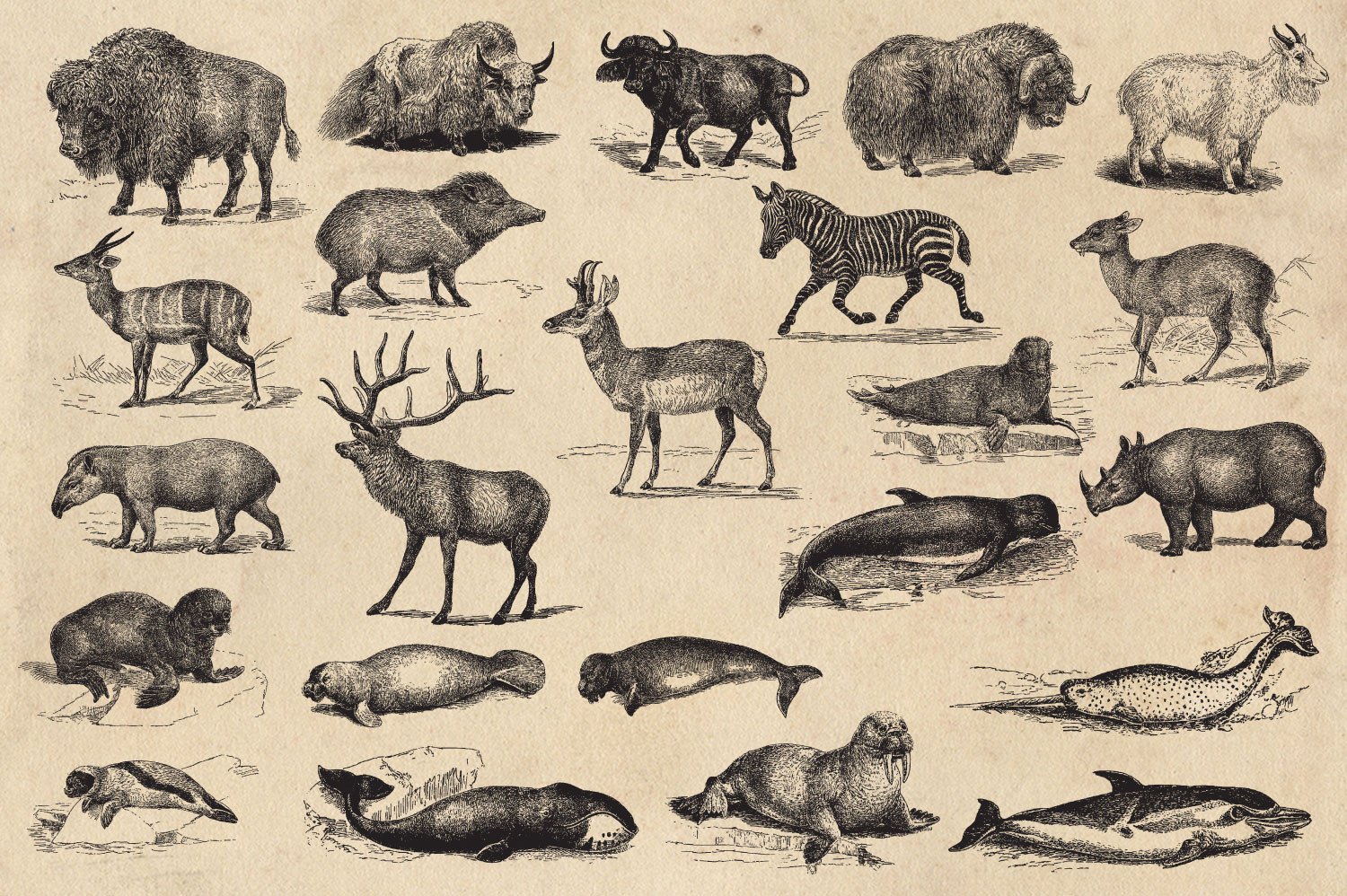 1500x998 Vintage Animal Vector Graphics