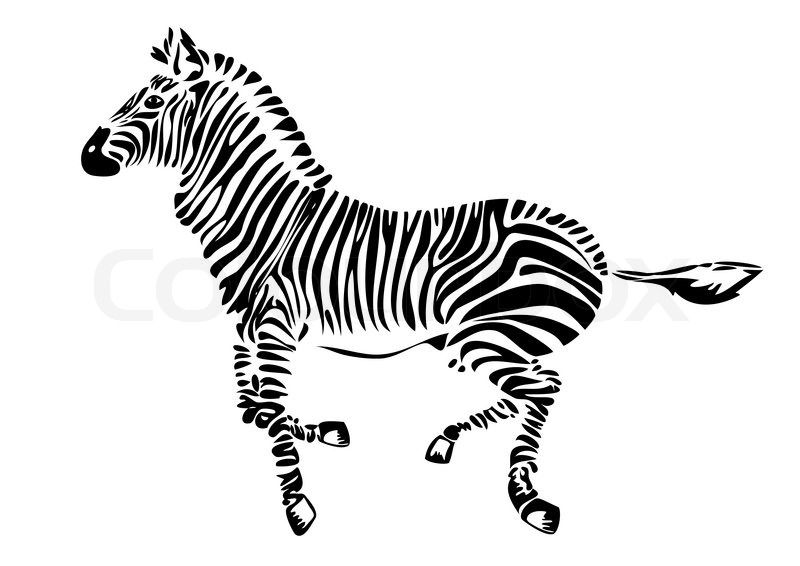 800x566 Running Zebra