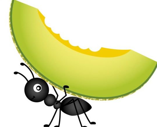 539x435 Ant Carrying Cantaloupe Melon Vector Free Download