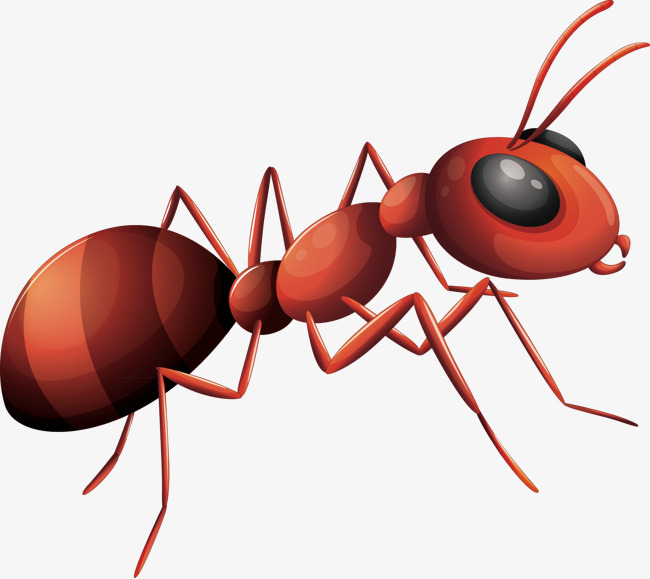 650x579 Ants Vector, Ant, Decorative Ant, Material Png And Vector For Free