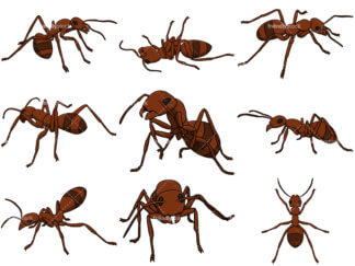 324x243 Dead Ant Cartoon Vector Clipart