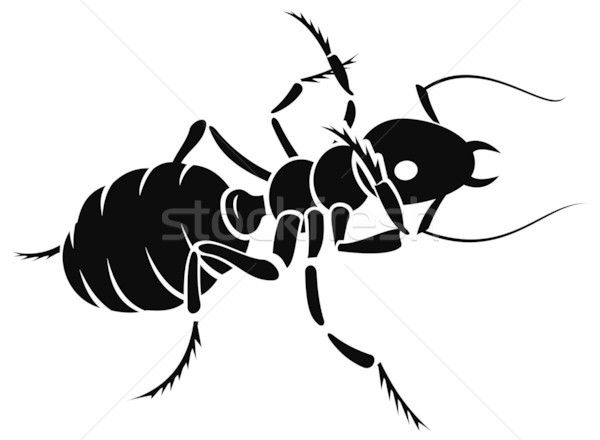 600x440 Ant Vector Illustration Aleksey Chizhikov (Artcreator) ( 405524