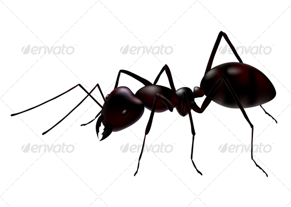 590x421 Vector Ant By Cidepix Graphicriver
