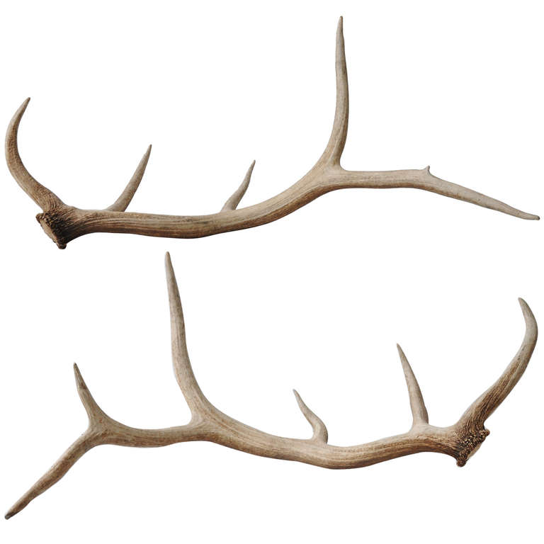 768x768 Antler Clipart Elk Antler
