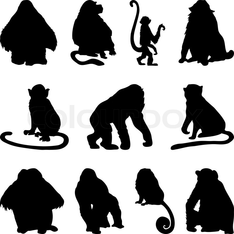 800x800 Collection Of Apes Silhouettes Vector Illustration Stock Vector
