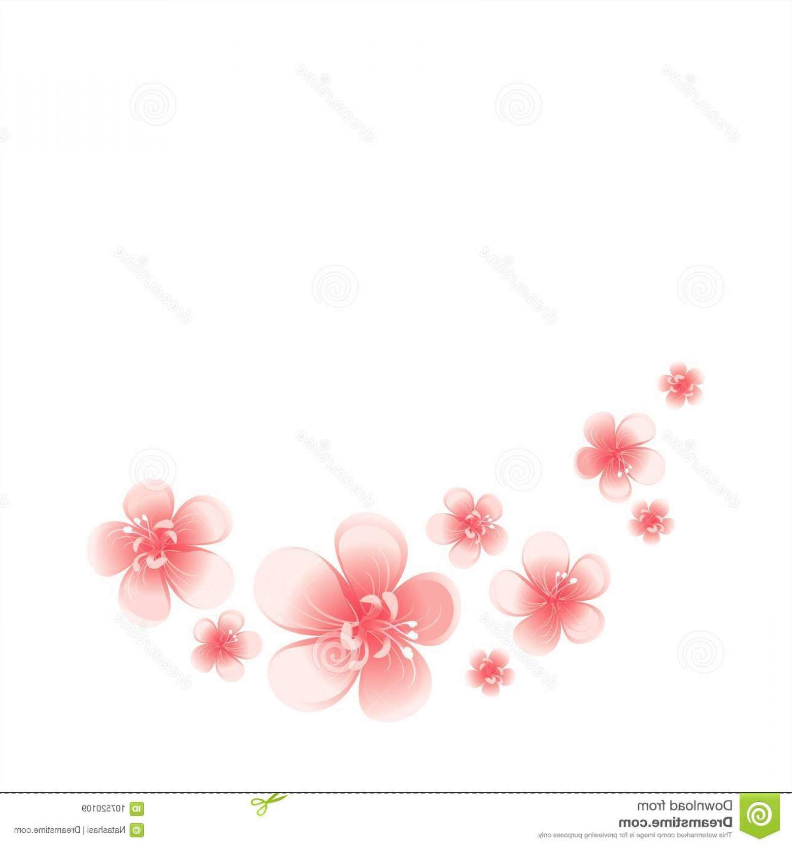 1560x1668 Pink Peach Flowers Isolated White Background Apple Tree Flowers