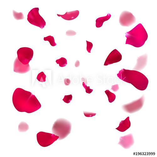 500x500 Pink Rose Petals Are Falling Down. Cherry Or Apple Blossom. Vector