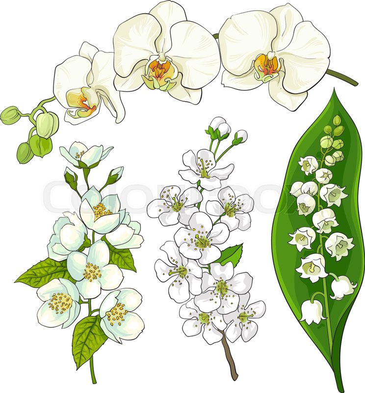 744x800 White Flower Set
