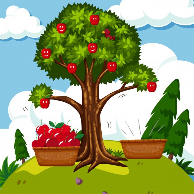 626x626 Apple Tree Vectors, Photos And Psd Files Free Download
