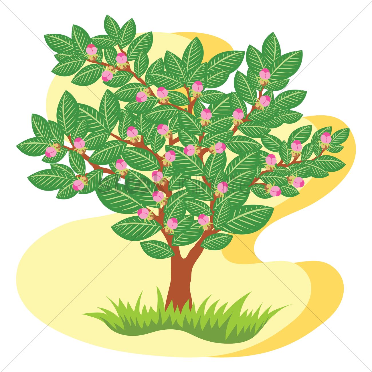 1300x1300 Blooming Apple Tree Vector Image