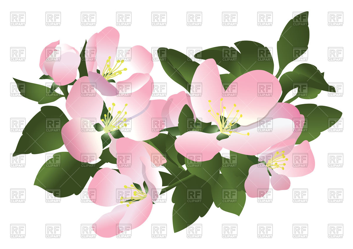 1200x845 Flowers Of Apple Tree Vector Image Vector Artwork Of Signs
