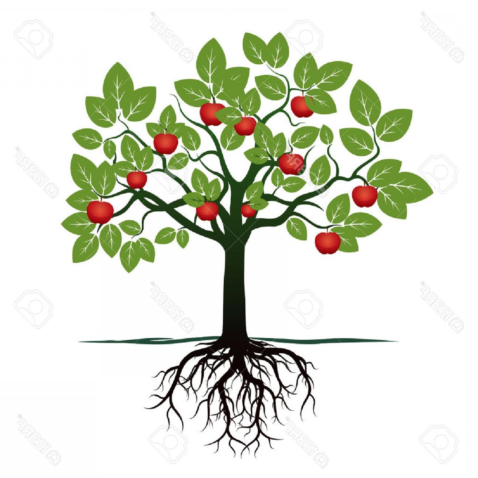 Apple Tree Vector At Getdrawings 