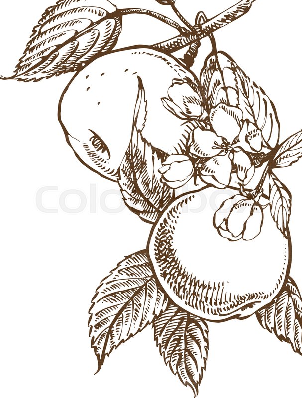 607x800 Vector Card Spring. Black And White Blooming Branches Of Apple