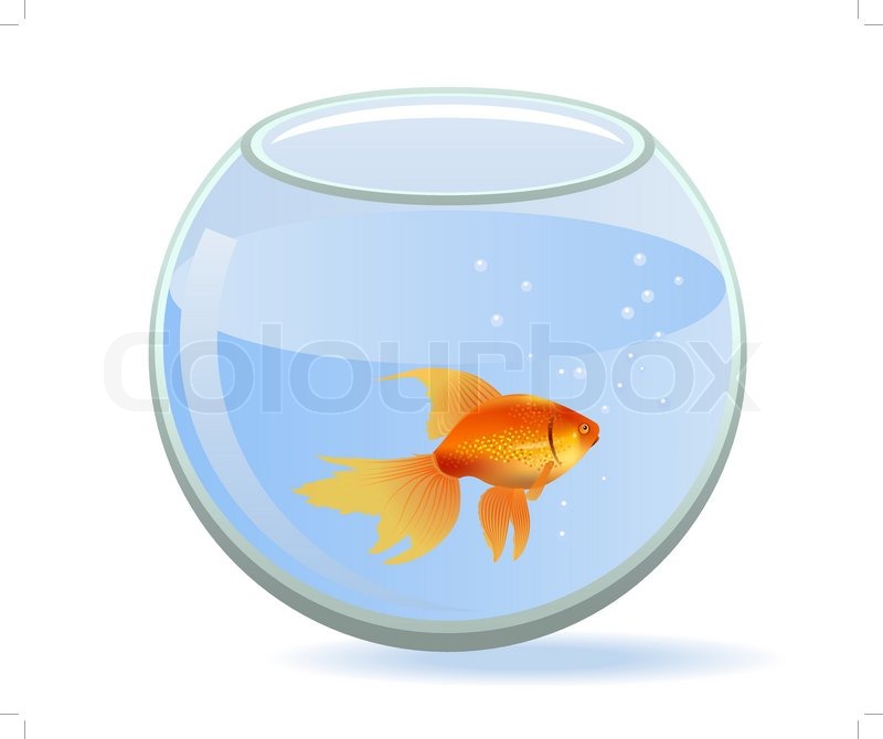 800x670 One Gold Fish Swiming In Round Aquarium Stock Vector Colourbox
