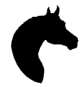 Arabian Horse Vector