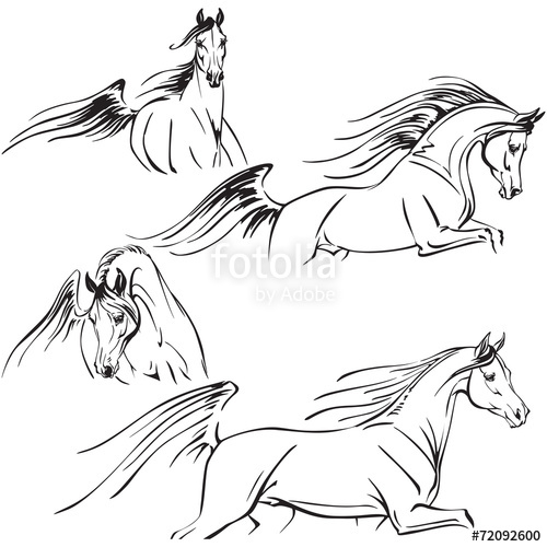 500x500 Arabian Horses 2 Stock Image And Royalty Free Vector Files On