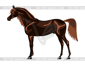 300x225 Breed Arabian Horse