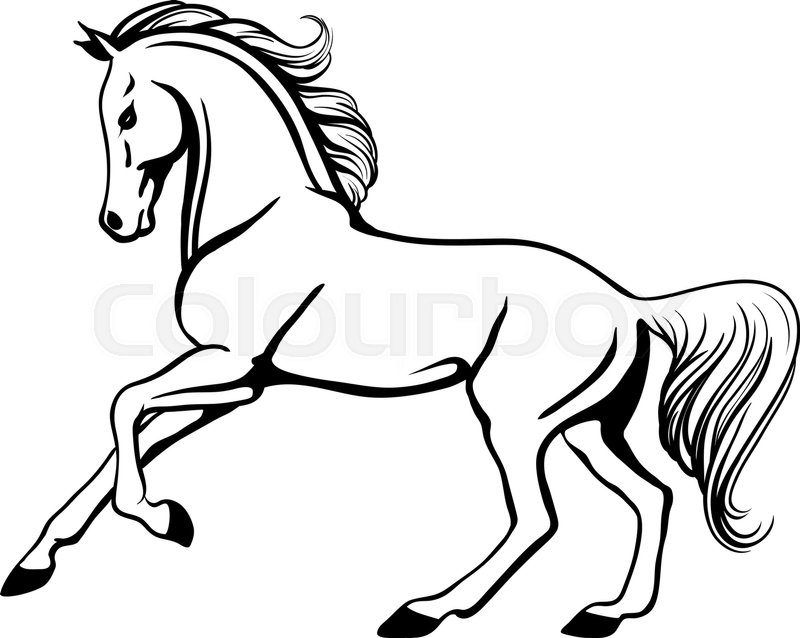 800x638 Outline Illustration Of Beautiful Galloping Arabian Horse Stock