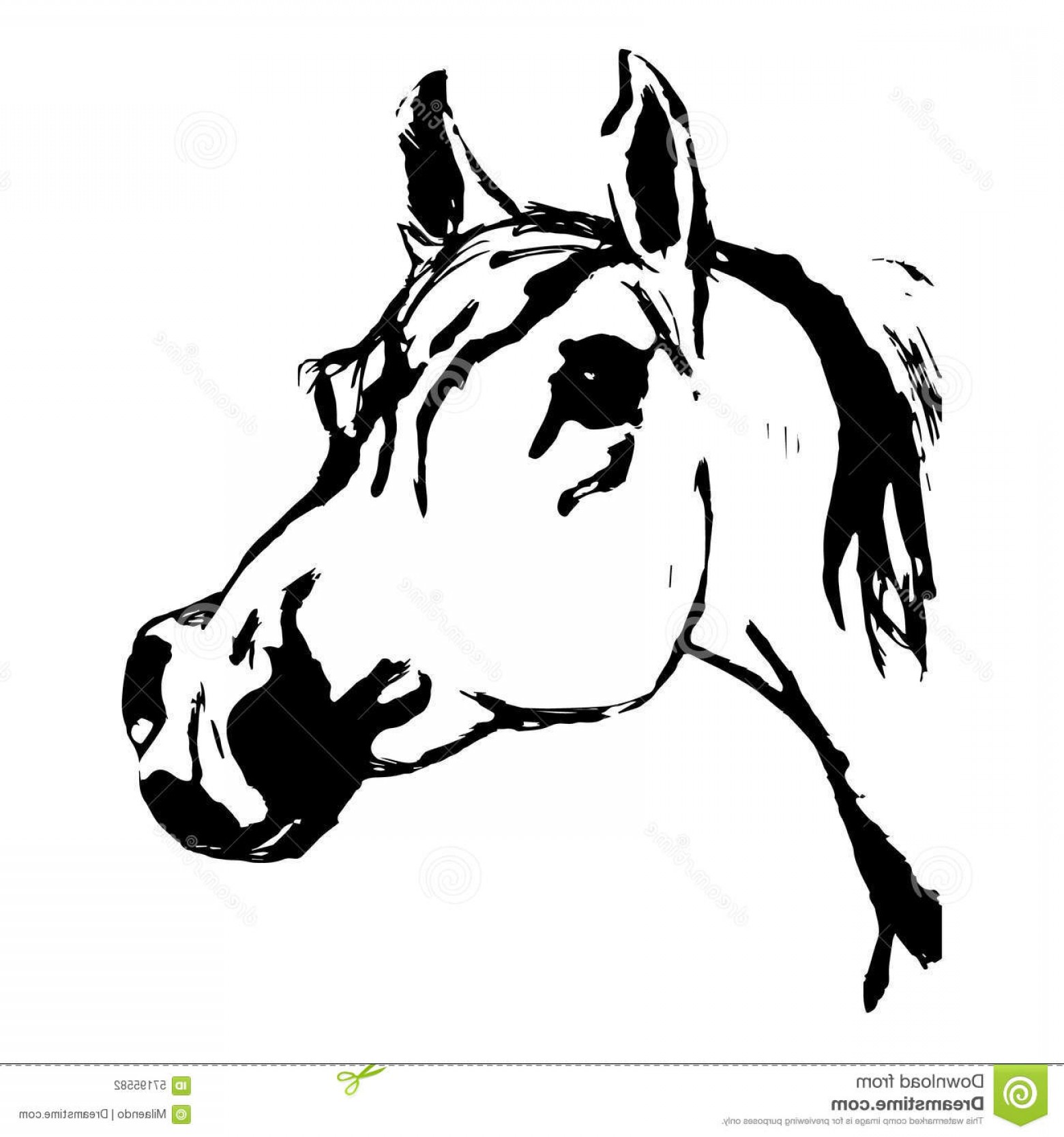 1560x1668 Stock Illustration Arabian Horse Horse Arab Head Drawing Hand
