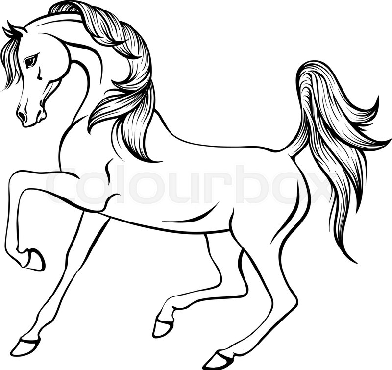 800x755 Vector Outline Illustration Of Beautiful Arabian Horse Stock