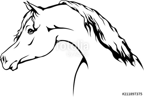 500x336 Arabian Horse Stock Image And Royalty Free Vector Files On