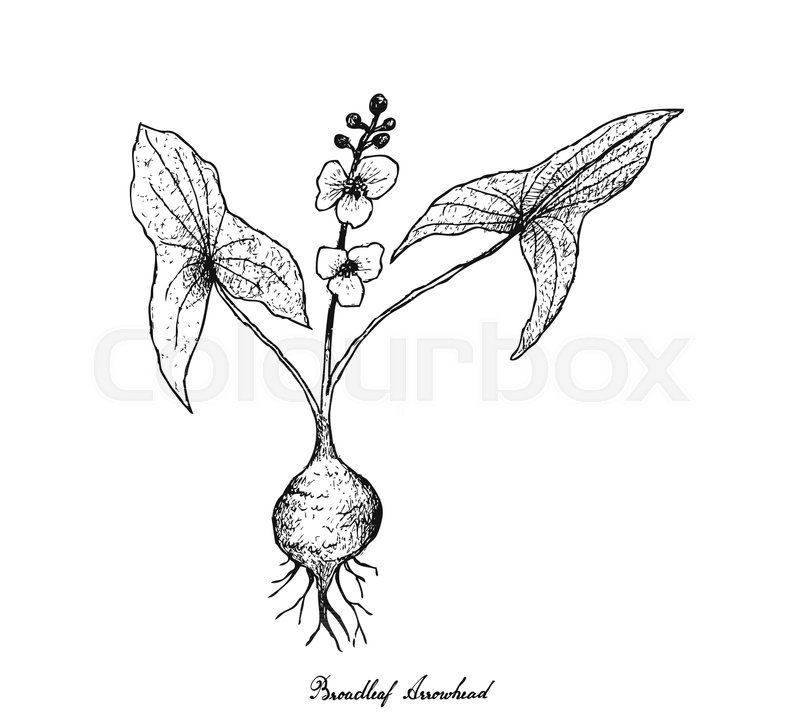 800x728 Root And Tuberous Vegetables, Illustration Hand Drawn Sketch Of