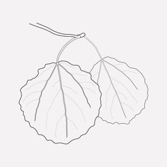 240x240 Aspen Tree Vector Photos, Royalty Free Images, Graphics, Vectors